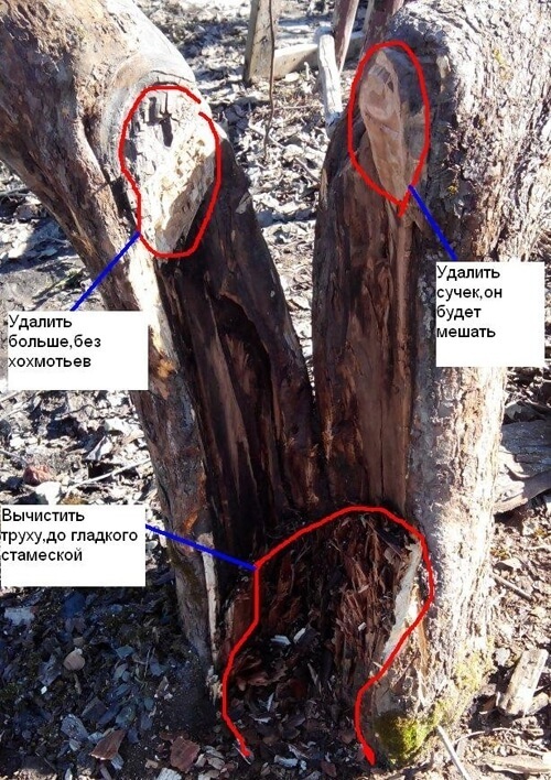 Морозобоина на плодовых деревьях: выявляем, лечим, предотвращаем