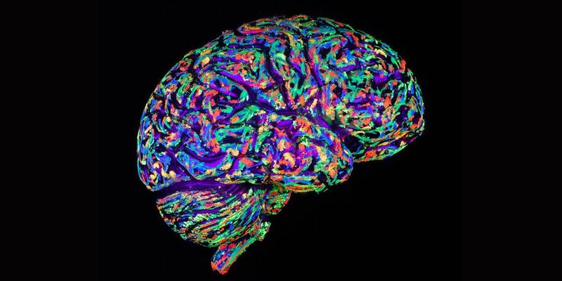 Физиология заблуждений: Как мозг защищает нас от гибели и делает уникальными
