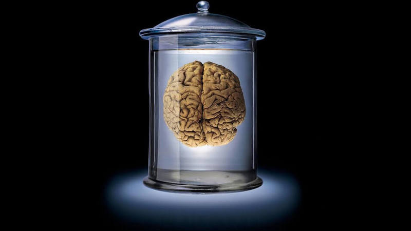 10 самых распространенных заблуждений о мозге