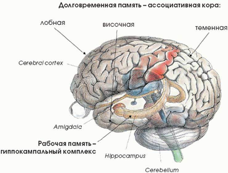 Болезнь Альцгеймера: 2 вещества, которые предотвращают возрастное снижение умственных способностей