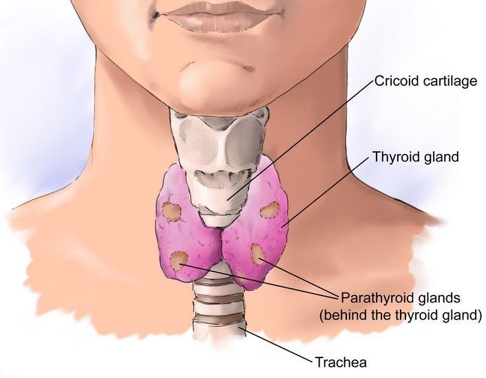 Щитовидная железа: Зобогенные продукты — это нужно знать!