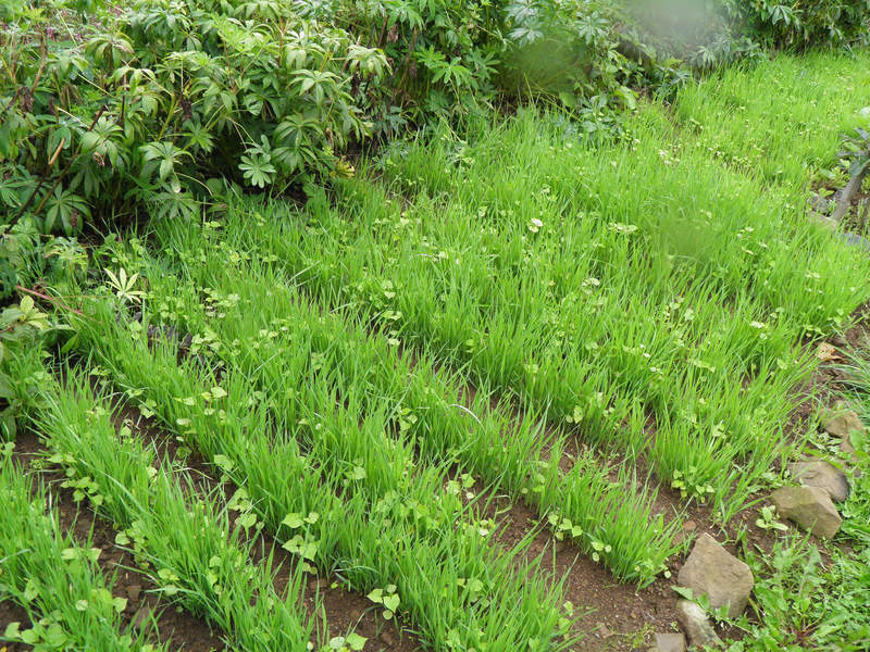Органическое земледелие: Как восстановить плодородие почвы