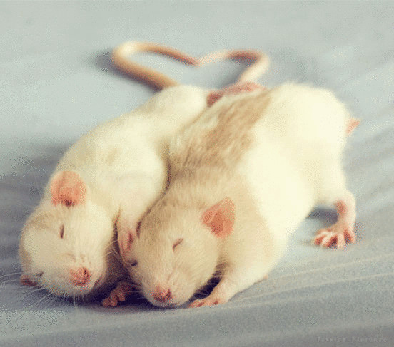 Фотографии Джессика Флоренс и Эллен Ван Дилен, которые изменят ваше представление о крысах