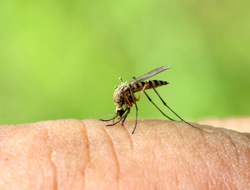 Средства от комаров, которые не навредят здоровью