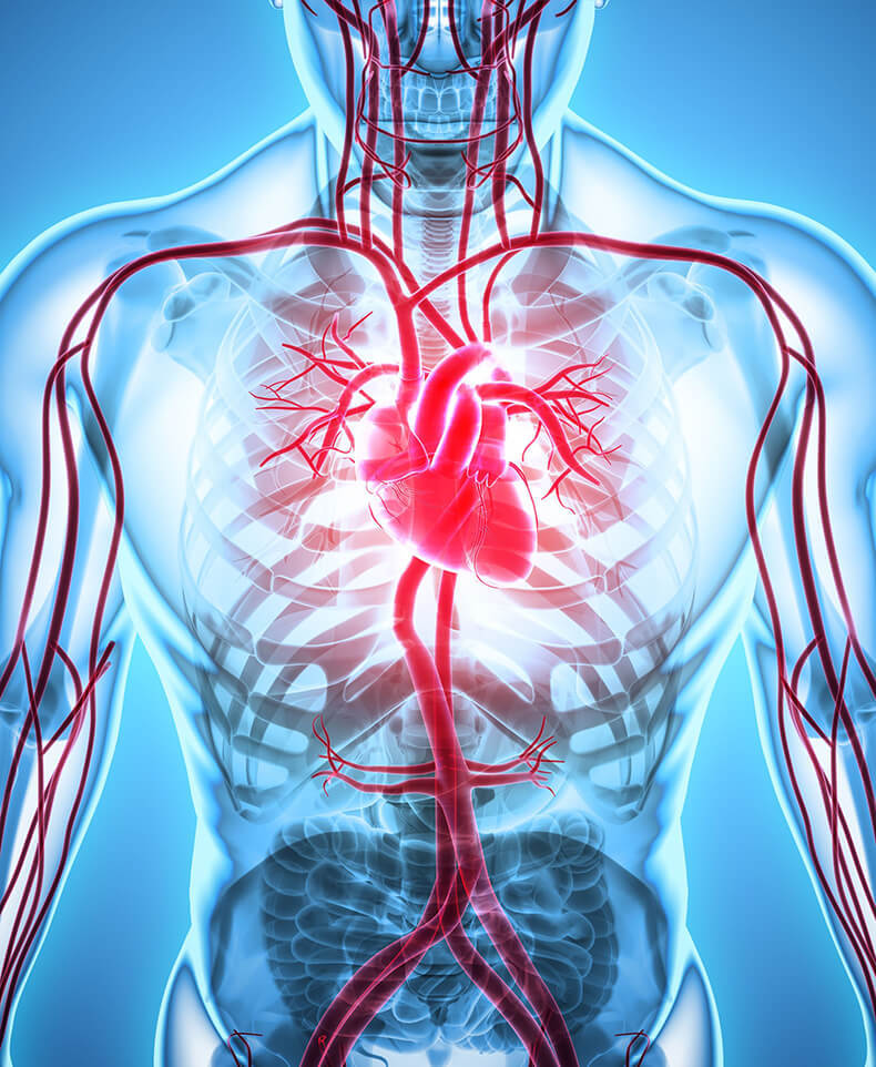Сердечно-сосудистые заболевания: Как помочь сердцу 