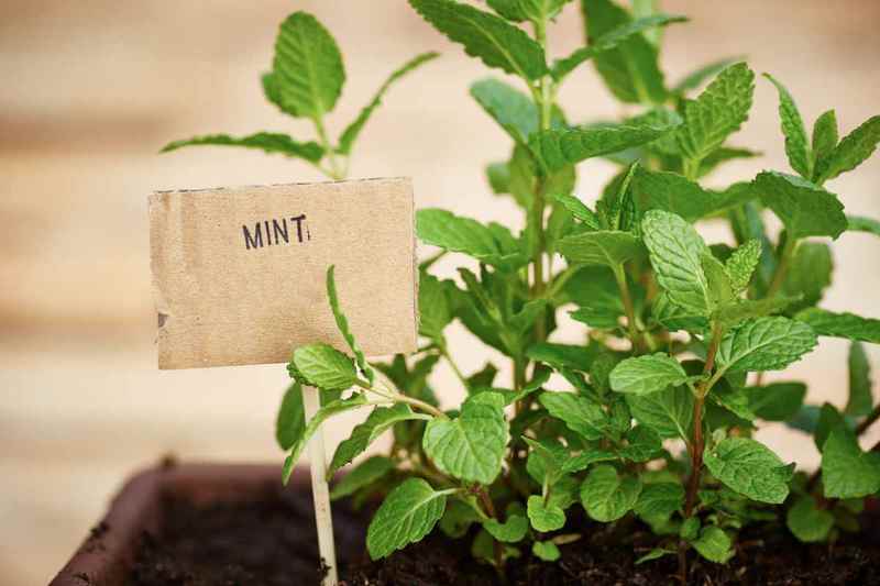 Как вырастить зелень, листовые овощи и пряные травы на подоконнике