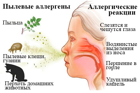 6 шагов для избавления от аллергии