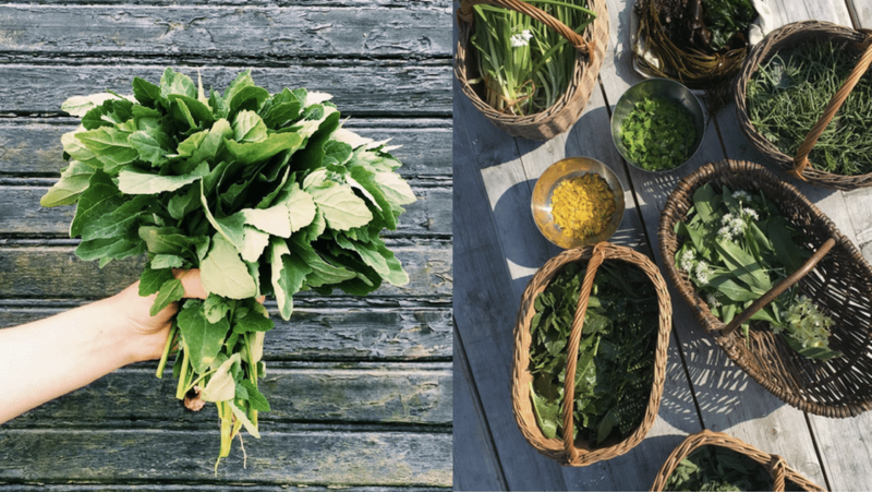 Полезные салаты из дикорастущих съедобных трав: принципы, а не рецепты