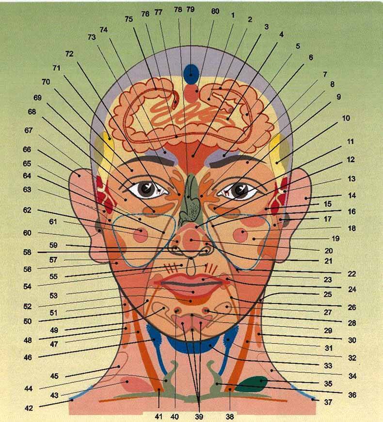 Панорама лица: Искусство диагностики по лицу