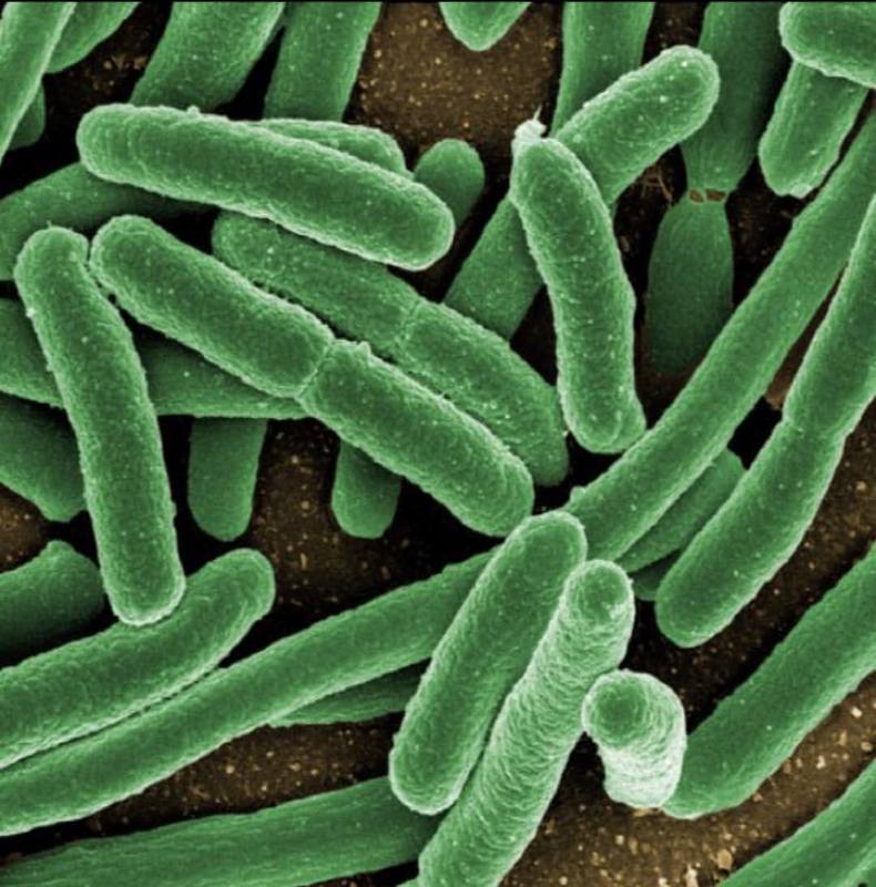 Когнитивная мощь бактерий, или как микробиота влияет на наш мозг