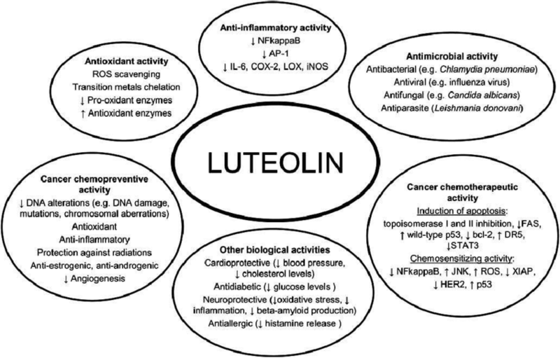 10 супер полезных свойств лютеолина