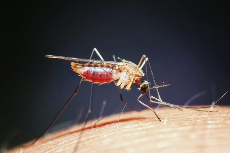 Графен защитит от комариных укусов