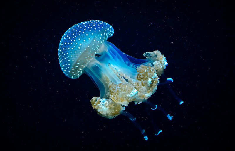 7 главных правил оказания помощи при укусах медуз
