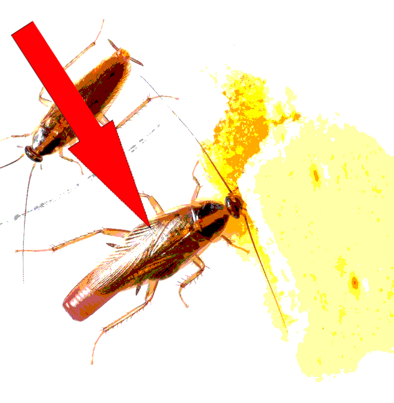 Как избавиться от тараканов быстро и навсегда: Простое решение неприятной проблемы