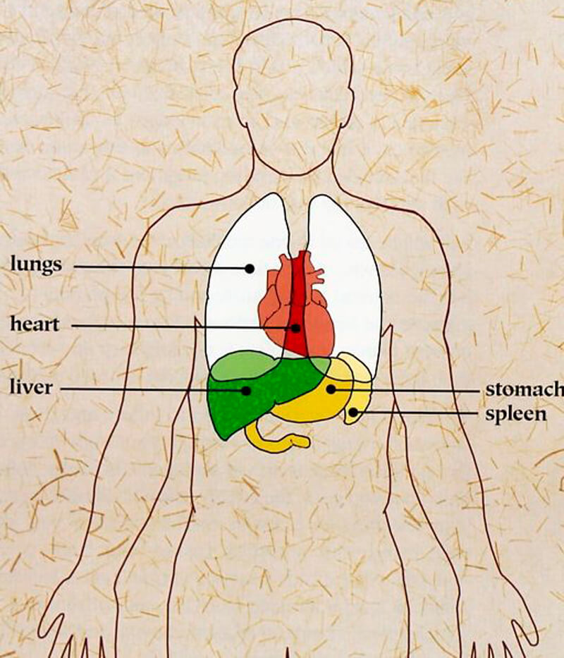 Как эмоции связаны с внутренними органами согласно китайской медицине