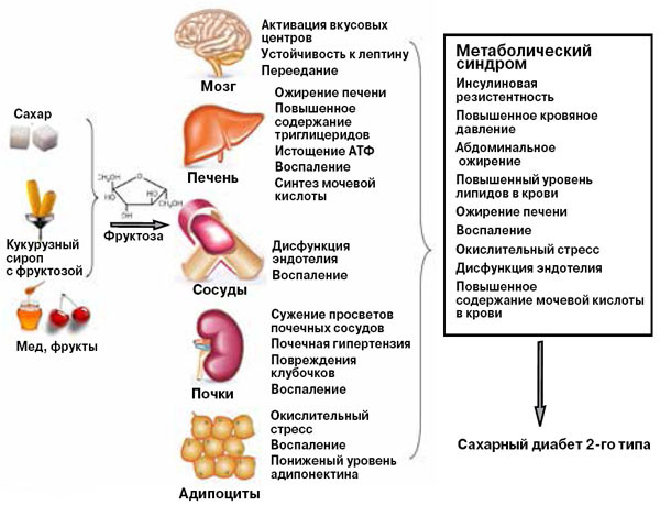 Выключатель жира: почему на самом деле появляется живот