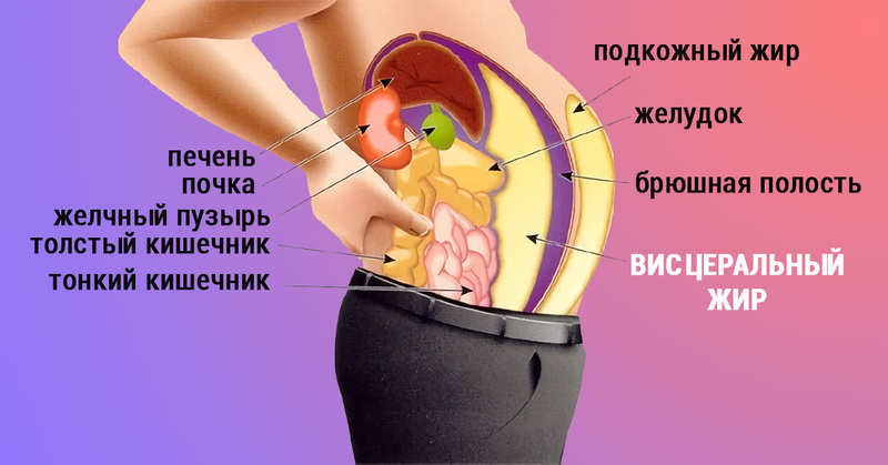 Выключатель жира: почему на самом деле появляется живот