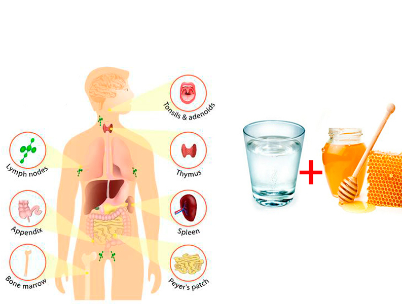 Медовая вода: Что лечит и как принимать?