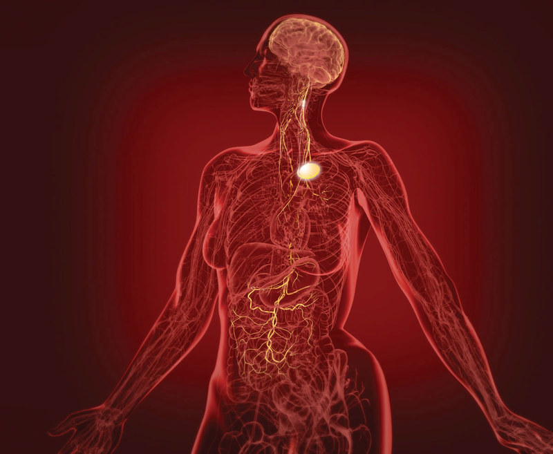 Блуждающий нерв: ключ к гармонии и здоровью
