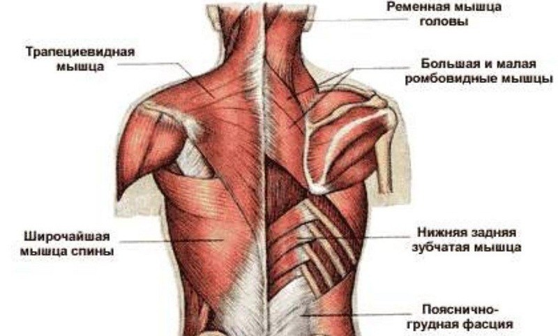 Боль между лопаток: почему возникает и как избавиться