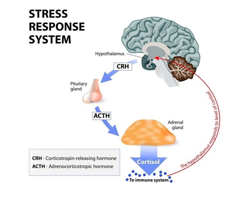 Как взять кортизол под контроль и снять стресс за 6 шагов