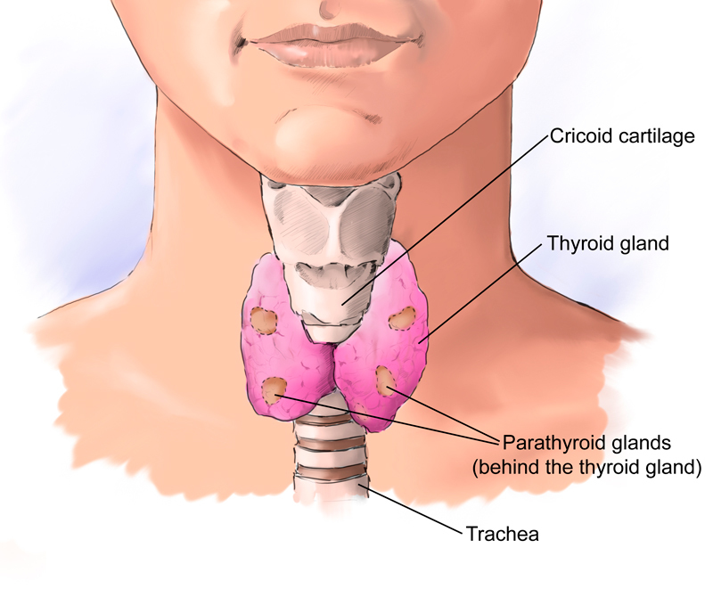 Проверяем работу щитовидной железы