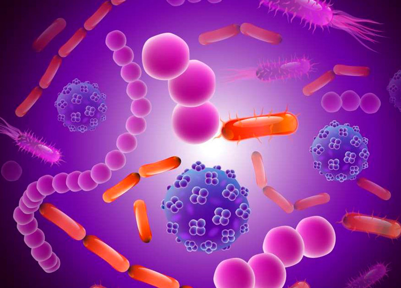 Микробиом: бактерии и долголетие 