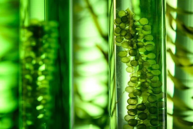 Новый биопроцесс производит биотопливо и ценные химические вещества