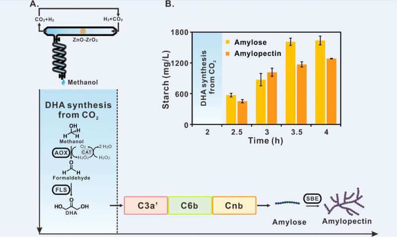Впервые в мире искусственный синтез крахмала из CO2 превосходит природу