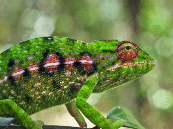 Мадагаскар — загадка биоразнообразия