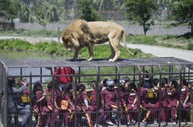  Safari Lion Zoo — зоопарк, в котором все наоборот