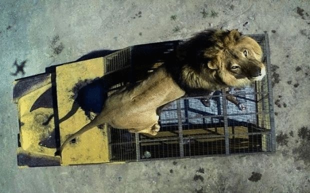  Safari Lion Zoo — зоопарк, в котором все наоборот