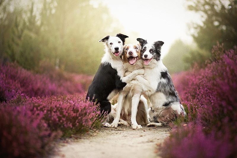  Забавные снимки собак от Алисии Замысловской