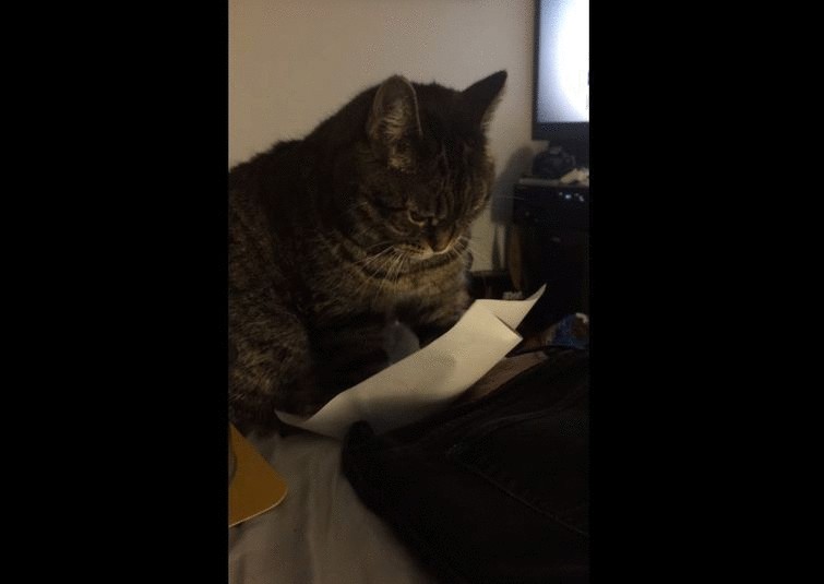 Бесконечно печальный кот развлекает себя листком бумаги (видео)