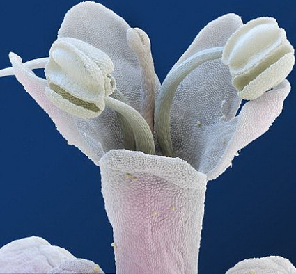 Скрытая красота цветов— микроскопические изображения