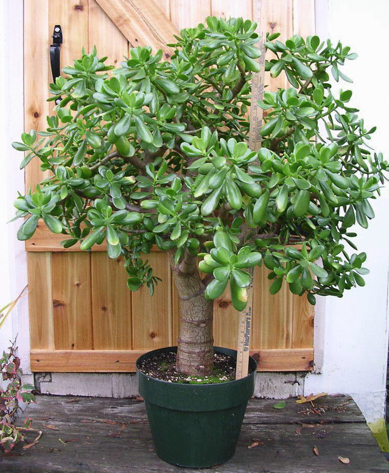 Денежное дерево: выращивание и уход в домашних условиях