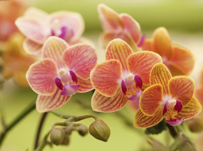 Что делать, чтобы орхидея зацвела