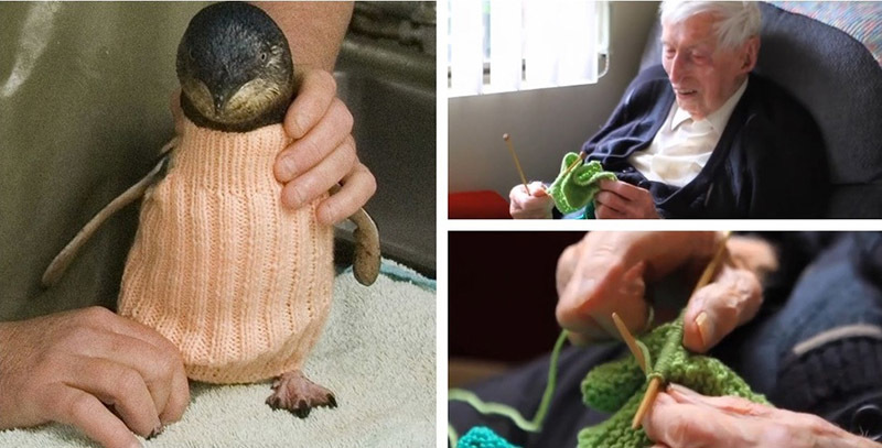 Самый старый житель Австралии вяжет свитера для пингвинов