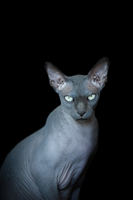 Загадочные коты сфинксы в работах фотографа Alicia Rius