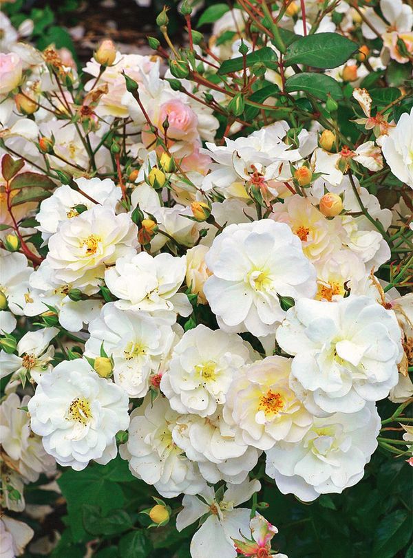 Самые красивые сорта белых роз для Вашей усадьбы